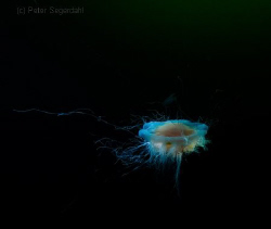 Jellyfish, swedish west coast. by Peter Segerdahl 